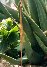 Load image into Gallery viewer, Rose gold vermeil featured in champagne (original with sparkly cord)